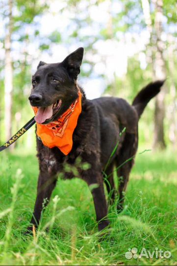 Блэк ждёт своего человека