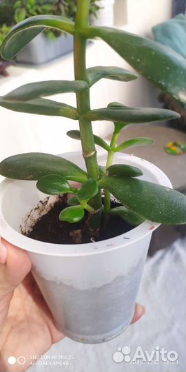 Толстянка (денежное дерево)