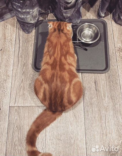 Шотландский кот вязка