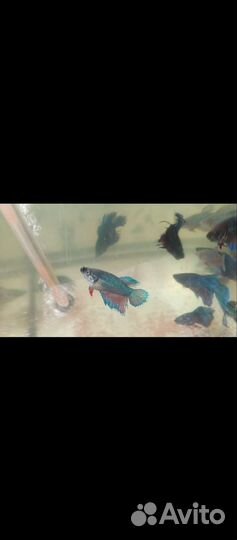 Рыбки в аквариум