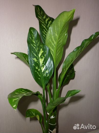 Комнатные растения цветы