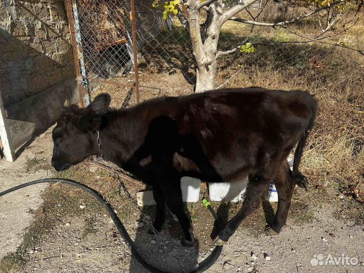 Телка 8 месяцев