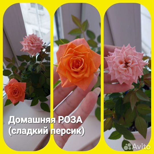 Комнатные цветы (цветущие)