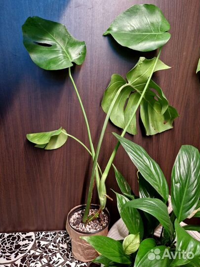 Монстеры деликатесные