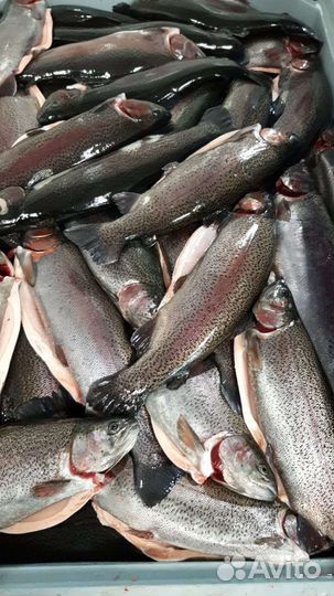 Форель охлажденная