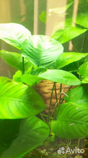 Растения для аквариума