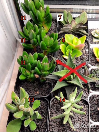 Крассулы, суккуленты