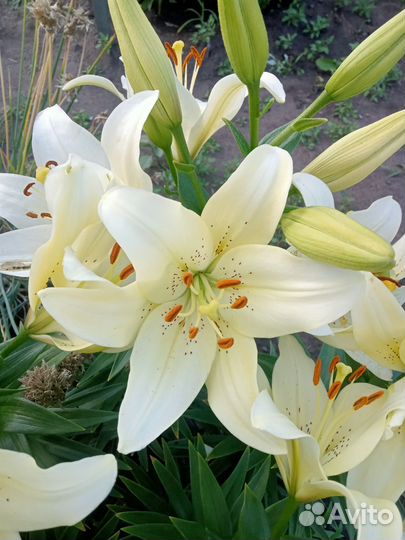 Лилии луковицы