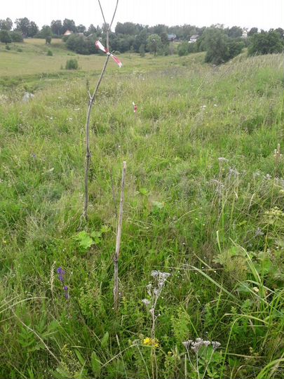 Участок 18,5 сот. (ИЖС)