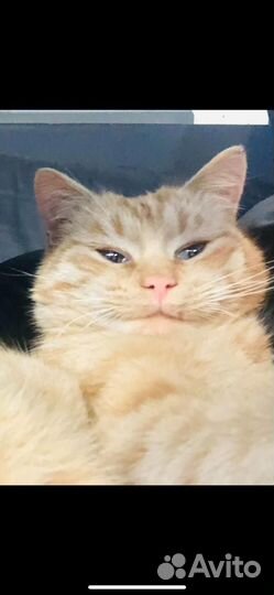 Рыжий кот василий