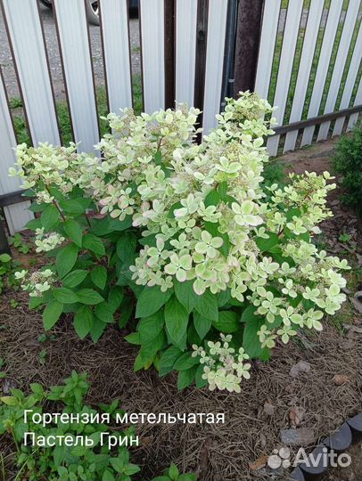 Гортензия метельчатая