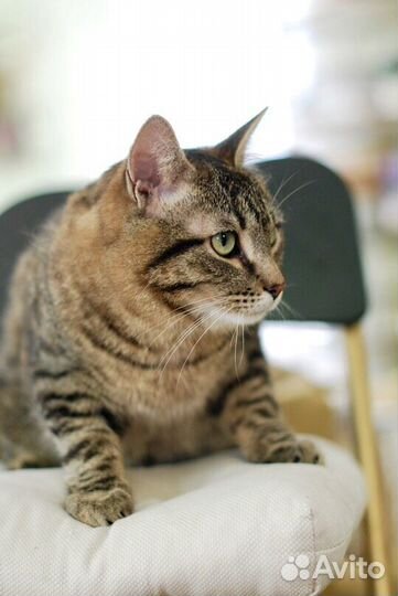 Доцент - шикарный полосатый кот