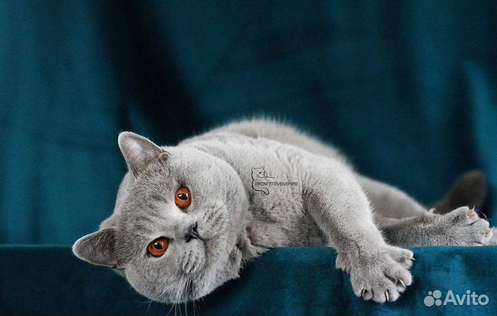 Чудесный британский котенок девочка