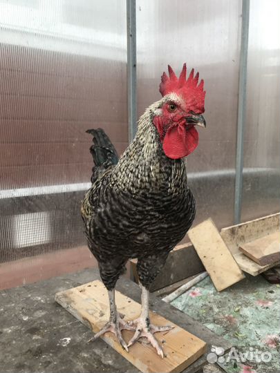 Молодые петушки