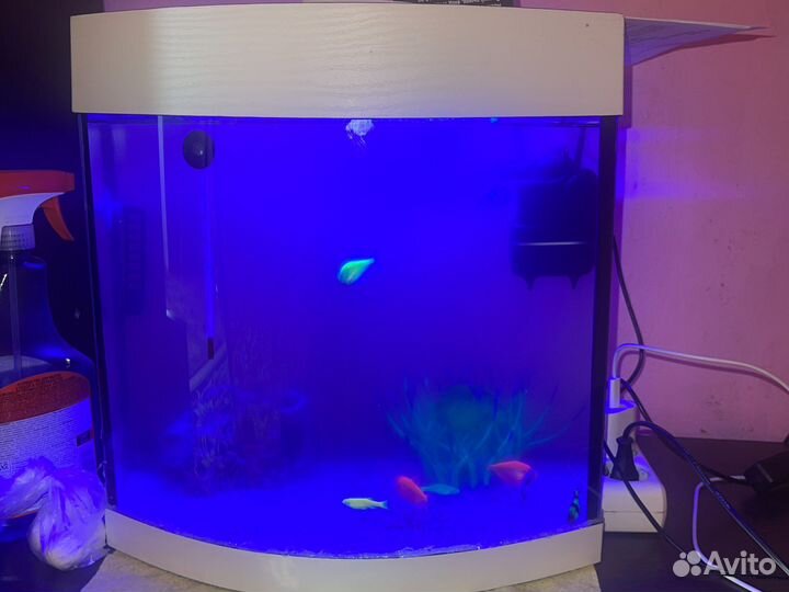 Аквариум с рыбками