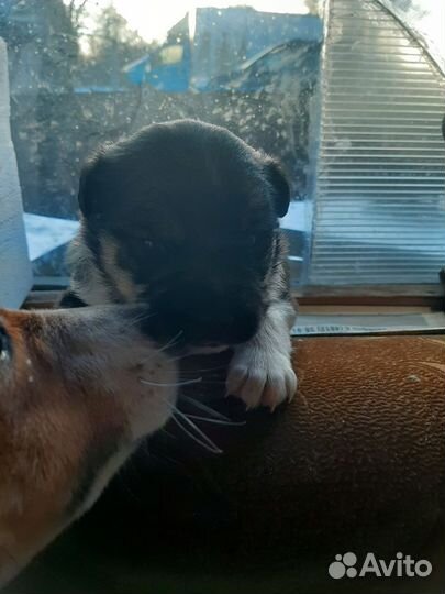 Щенок в добрые руки