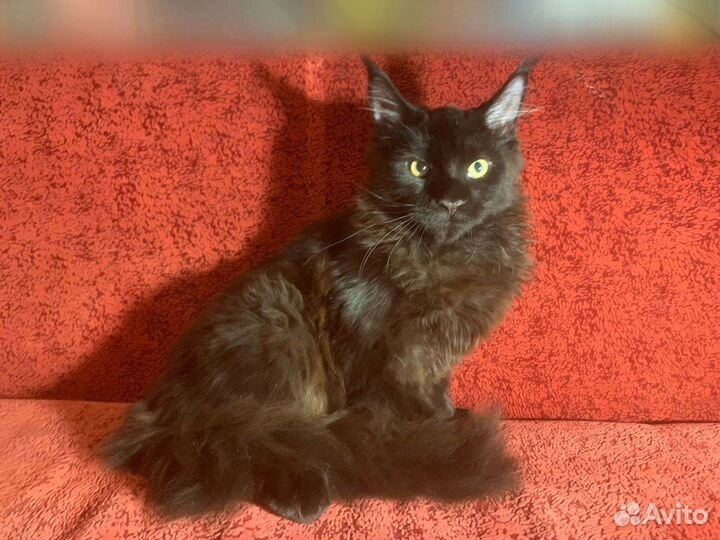 Котята породы Мейн-Кун