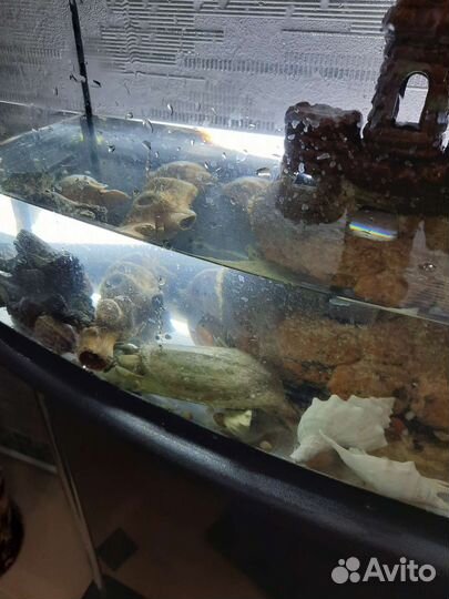 Аквариум