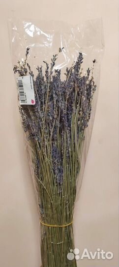 Лаванда сухоцвет