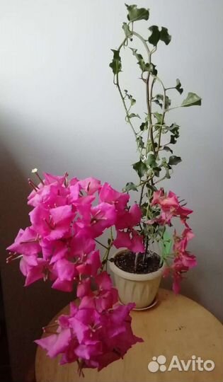 Бугенвиллии разные