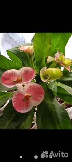 Молочай миля крупноцветковый