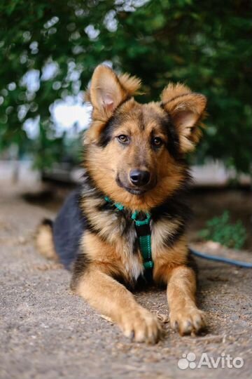 Красивый, ласковый, нежный щенок из приюта в дар