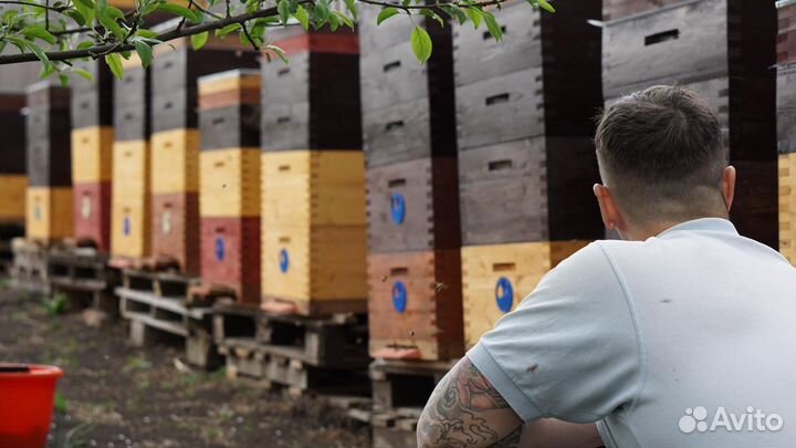 Улей многокорпусный в шип на рамку 230/300/145