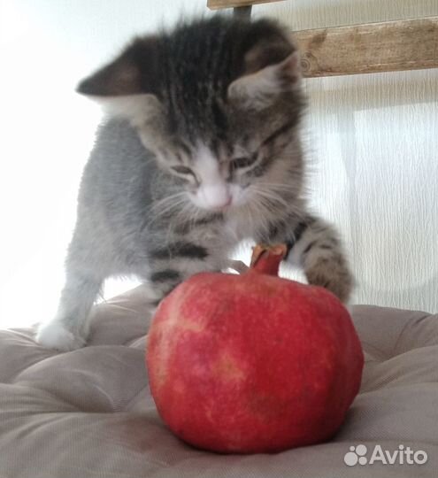 Котята-Сентябрята Маргоша и Тимоша