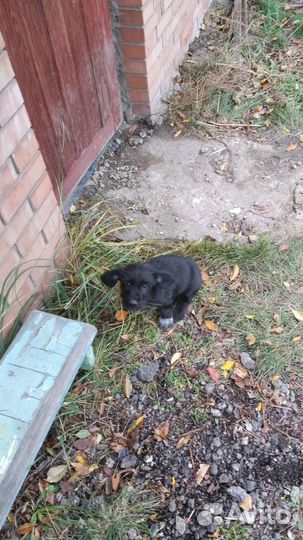 Русский спаниель, щенок