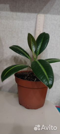 Фикус эластика