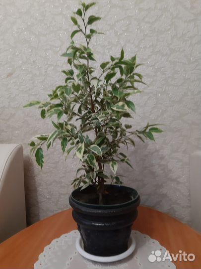 Фикус бенджамина