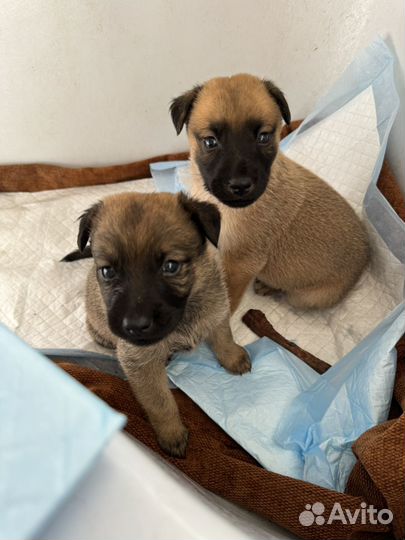 Собаки щенки