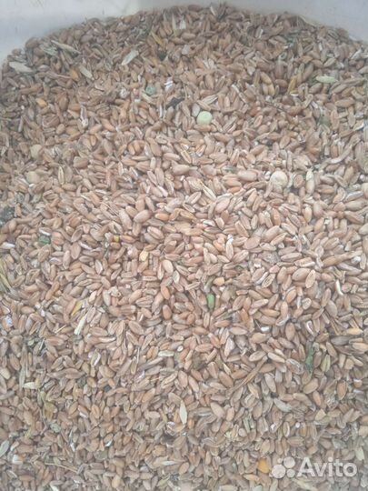 Доставка пшеница