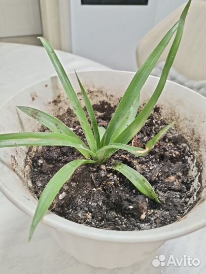 Комнатный ананас