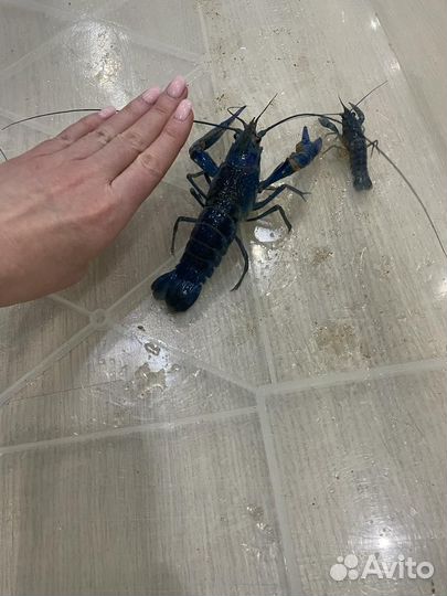 Австралийский красноклешневый рак