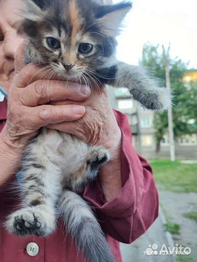Котята девочки подкидыши