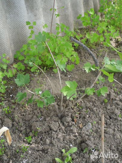 Садовые цветы и растения