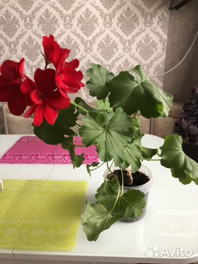 Пеларгония герань