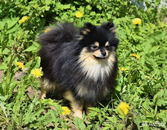 Немецкий шпиц вязка