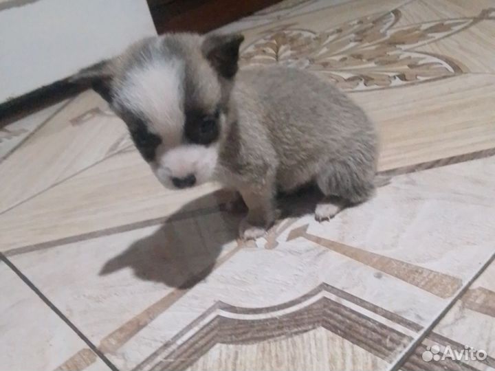 Щенки чихуахуа