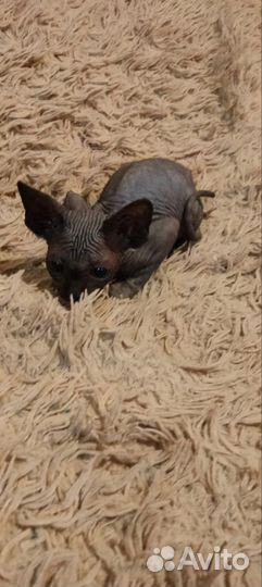 Канадский сфинкс котенок