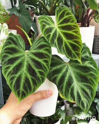 Филодендрон Веррукозум