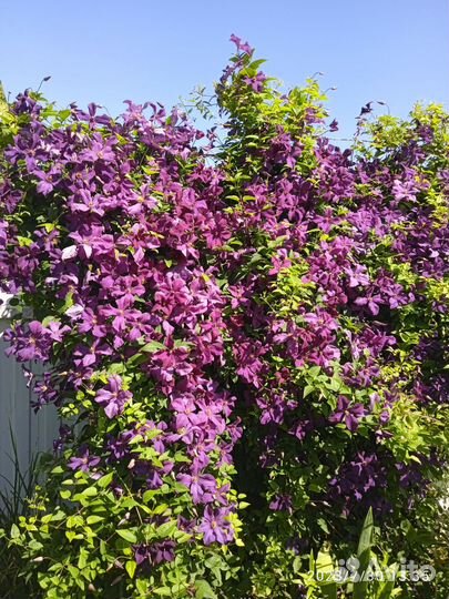 Цветы для сада