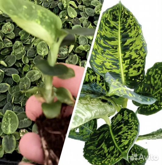 Комнатные растения