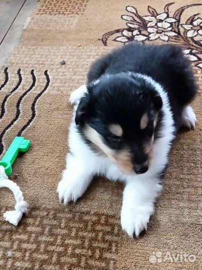 Щенки Колли