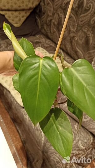 Филодендрон краснеющий