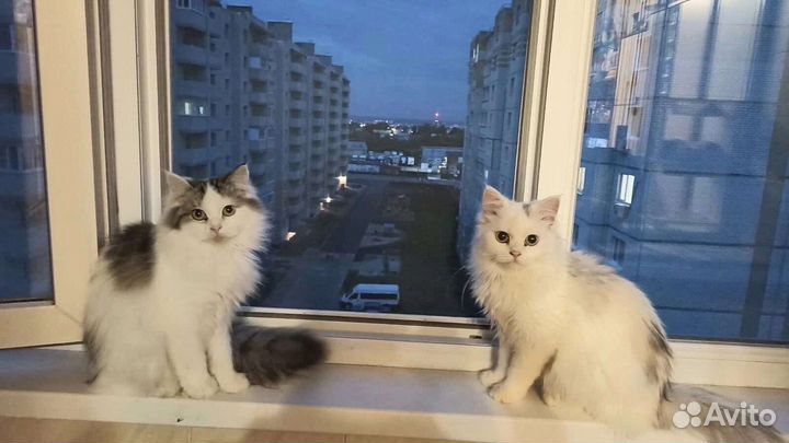 Кошки в добрые руки