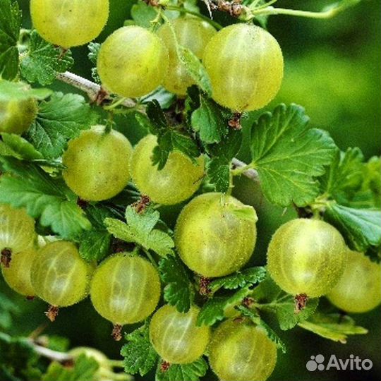 Саженцы крыжовника сорт Белорусский