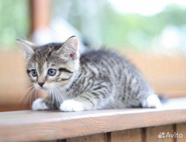 Котенрк девочка 1,5 мес в дар