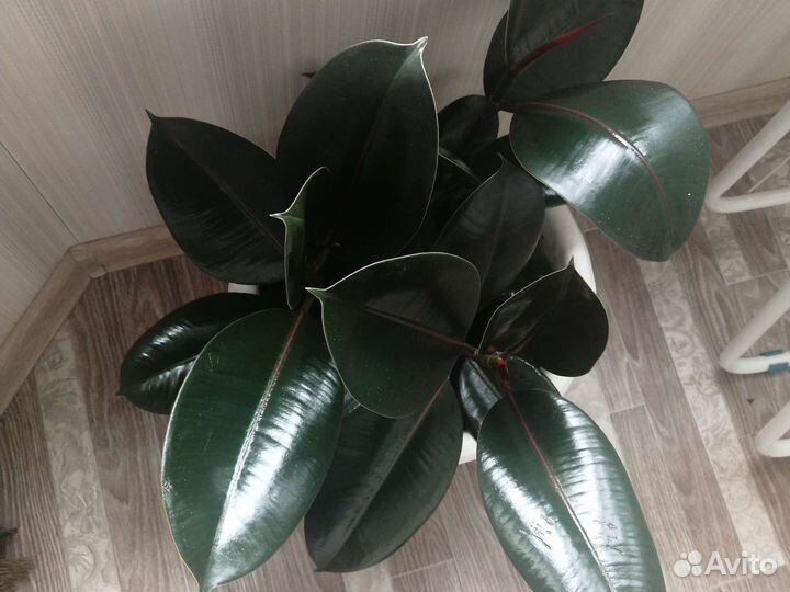 Фикус эластика абиджан 3 ствола